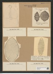 Biddulphia pulchella Gray (de-Toni-Nr.: Genus 123, Species 3466) Zeichnungen Sammlung Grunow Nr. 6953 (NHMW-BOT-W0375847)